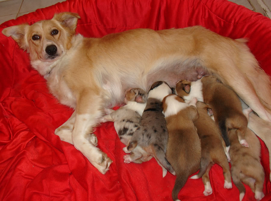 Scotch Collie puppies Scotch Collie puppies