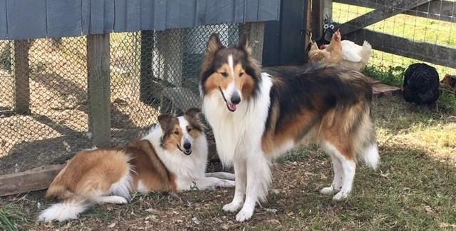 Old time deals scotch collie