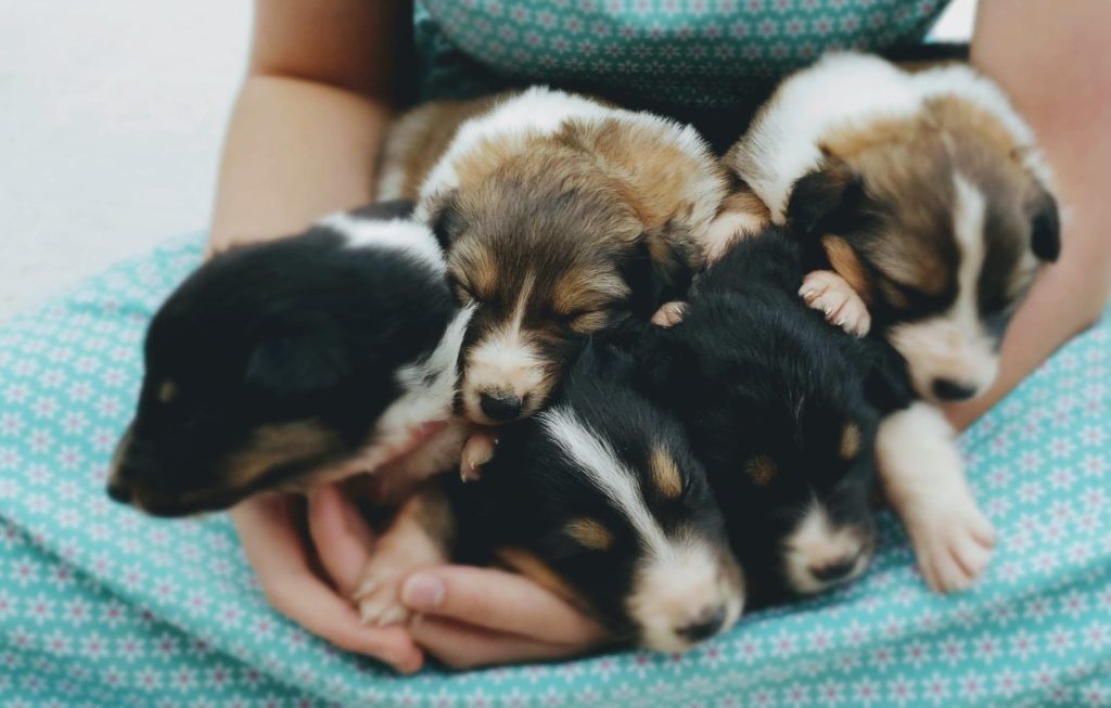 Puppies in Virginia OldTime Scotch Collie Association