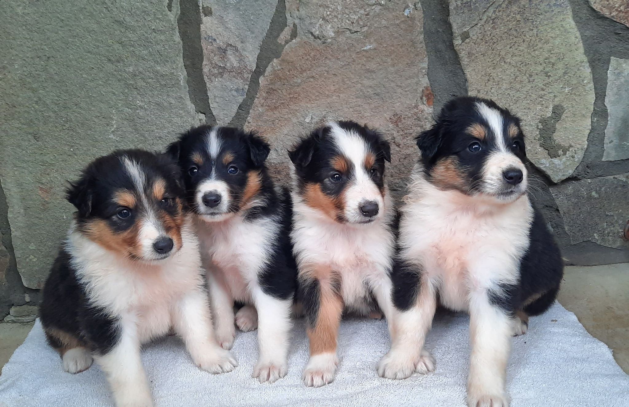 Puppies in Virginia OldTime Scotch Collie Association