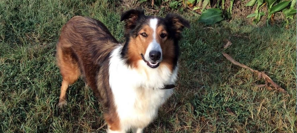 Old-Time Scotch Collie Association