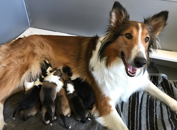 scotch collie for sale