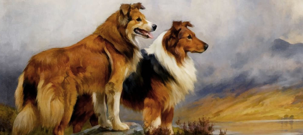 Old-Time Scotch Collie Association